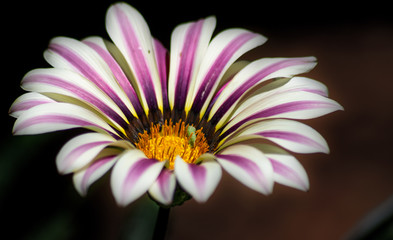 Obraz premium Purple and White open flower bloom on a dark background