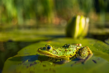 A frog sitting in water.