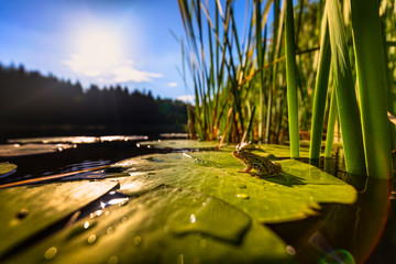 A frog sitting in water. - Powered by Adobe