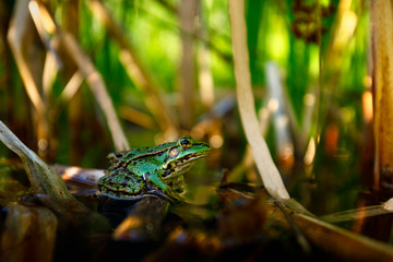 A frog sitting in water.