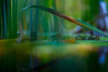 A frog sitting in water.