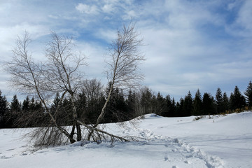 footpath in the mountain at winter