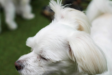 Happy puppies in a private playground
