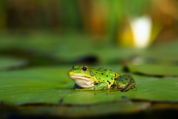 A frog sitting in water.
