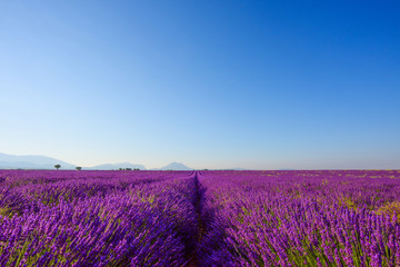 Naklejka na ściany i meble Lavender field in bloom at Provence region France