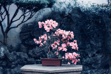 Pink blooming camellia in a pot. Chinese-style garden corner. Flowering camellia bush. Small decorative plant. A sample of landscape art in China. Chinese gardening and landscaping