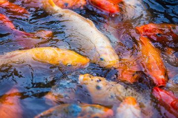 Obraz na płótnie Canvas Traditional koi carps in the pond. Multi-colored red, orange, white bright carps begging for food. Chinese water garden with carps
