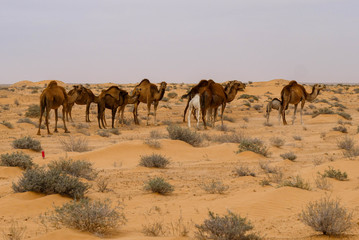 Wild camels in the desert, large and small camels for a walk