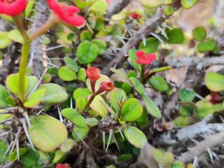 Isolated euphorbia flower on green background,