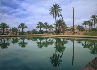 Palm reflection on a pool