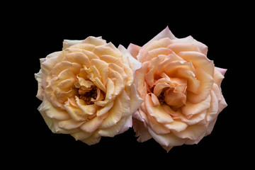 Orange roses, spring and summer flowers closeup. Still life.