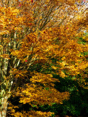 Bright yellow leaves on an Acer tree in autumn.