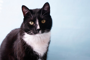 Black and white tuxedo cat, with a collar. Home pet.