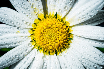 Primer plano macro de una margarita con gotas mojada por la lluvia