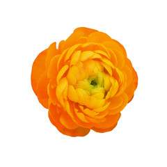 Closeup of orange ranunculus flower