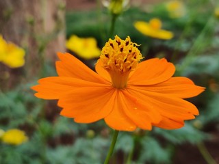 Yellow jacobaea vulgaris flowers with green background