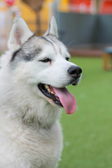 Happy puppies in a private playground