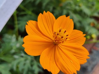 Yellow jacobaea vulgaris flowers with green background