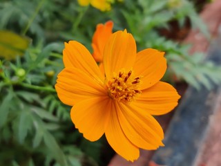 Yellow jacobaea vulgaris flowers with green background