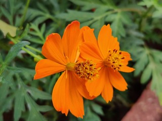Yellow jacobaea vulgaris flowers with green background