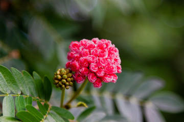 red flower in the garden