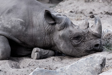 rhinoceros in zoo