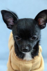 chihuahua in front of blue background cute small little puppy