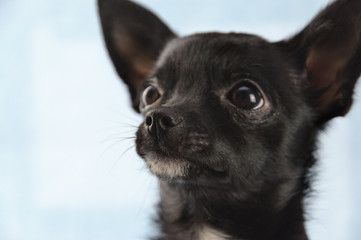 chihuahua in front of blue background cute small little puppy