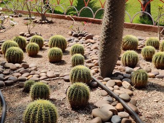 Fototapeta na wymiar The blossoming Parodia magnifica cactus in a soil