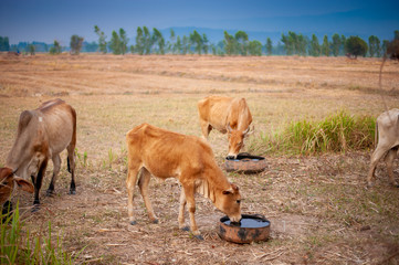 Thai cows are eating grass in the farmer's fields
