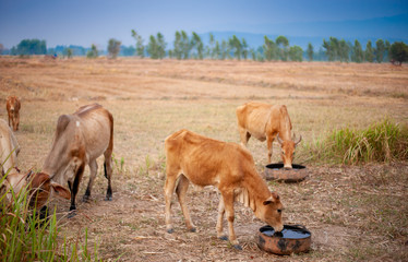 Thai cows are eating grass in the farmer's fields