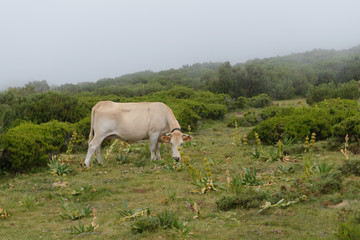 cows grazing on mountain meadow