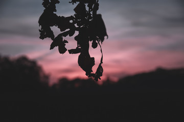 silhouette of leaf