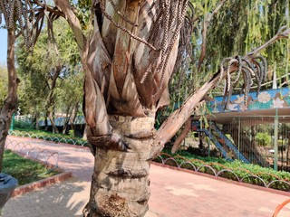 Green beautiful palm tree isolated in nature background