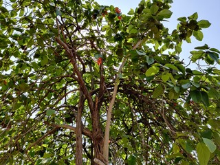 beautiful Cordia sebestena scarlet cordia Geiger tree flower 