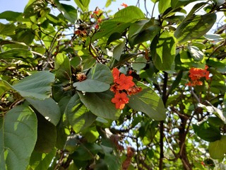 beautiful Cordia sebestena scarlet cordia Geiger tree flower 