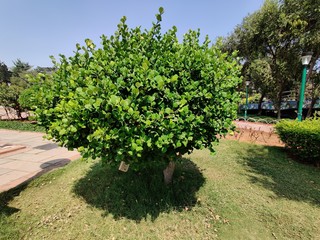 Fototapeta na wymiar Green beautiful tree isolated in nature background