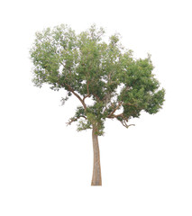 Obraz premium Big isolated green tree on white background.