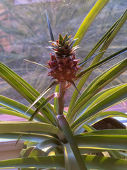 Small Pineapple grows at home