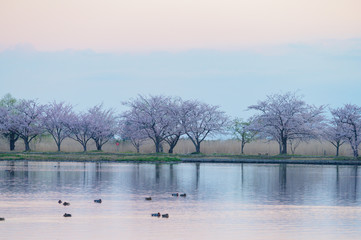 瓢湖と桜