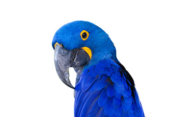 Close-up Bird Blue macaw parrot with isolated white background