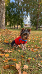 Cute Yorkshire terrier in a park in a red 2