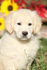 Adorable puppy of Golden retriever with flowers