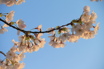 朝日に染まる桜