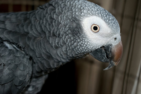 Portrait of a Timneh African Grey Parrot, Psittacus erithacus timneh