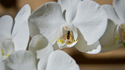 Fototapeta na wymiar white japanese orchid on garden bench