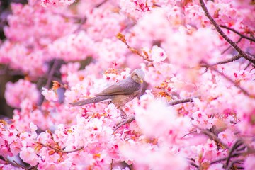 花と鳥のヒヨドリ