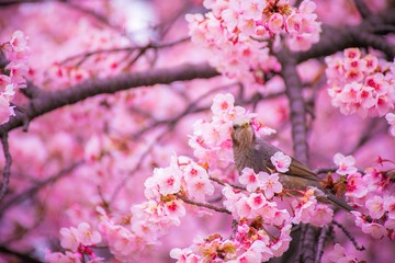 花と鳥のヒヨドリ