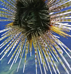 Intresting and big sea urchin