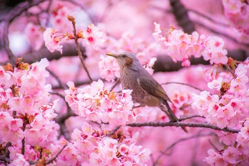 花と鳥のヒヨドリ
